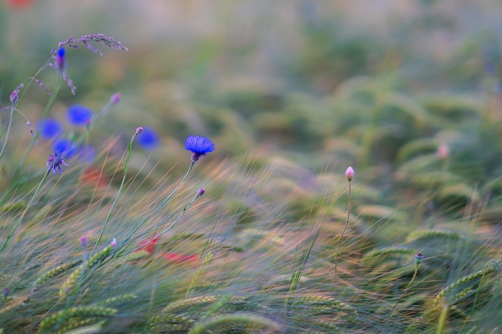 kornblumen im feld